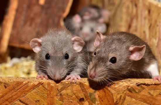 Dératiseur à Lannemezan