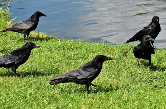 Piégeage corbeau Lannemezan