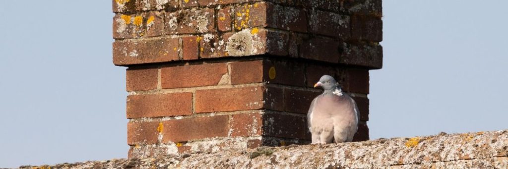 Piégeage pigeon Lannemezan