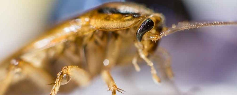 cafard-blatte