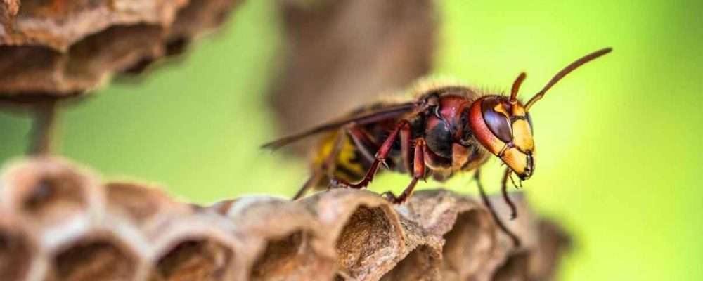 ma-maniere-de-proceder-pour-frelons-asiatiques-lannemezan-1